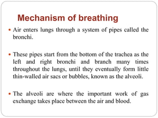 Mechanism of breathing
 Air enters lungs through a system of pipes called the
bronchi.
 These pipes start from the bottom of the trachea as the
left and right bronchi and branch many times
throughout the lungs, until they eventually form little
thin-walled air sacs or bubbles, known as the alveoli.
 The alveoli are where the important work of gas
exchange takes place between the air and blood.
 