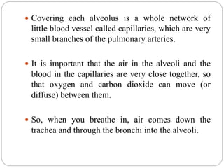  Covering each alveolus is a whole network of
little blood vessel called capillaries, which are very
small branches of the pulmonary arteries.
 It is important that the air in the alveoli and the
blood in the capillaries are very close together, so
that oxygen and carbon dioxide can move (or
diffuse) between them.
 So, when you breathe in, air comes down the
trachea and through the bronchi into the alveoli.
 