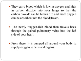  They carry blood which is low in oxygen and high
in carbon dioxide into your lungs so that the
carbon dioxide can be blown off, and more oxygen
can be absorbed into the bloodstream.
 The newly oxygen-rich blood then travels back
through the paired pulmonary veins into the left
side of your heart.
 From there, it is pumped all around your body to
supply oxygen to cells and organs.
 