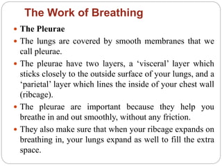 The Work of Breathing
 The Pleurae
 The lungs are covered by smooth membranes that we
call pleurae.
 The pleurae have two layers, a ‘visceral’ layer which
sticks closely to the outside surface of your lungs, and a
‘parietal’ layer which lines the inside of your chest wall
(ribcage).
 The pleurae are important because they help you
breathe in and out smoothly, without any friction.
 They also make sure that when your ribcage expands on
breathing in, your lungs expand as well to fill the extra
space.
 