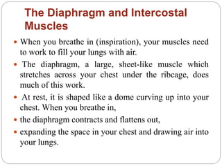 The Diaphragm and Intercostal
Muscles
 When you breathe in (inspiration), your muscles need
to work to fill your lungs with air.
 The diaphragm, a large, sheet-like muscle which
stretches across your chest under the ribcage, does
much of this work.
 At rest, it is shaped like a dome curving up into your
chest. When you breathe in,
 the diaphragm contracts and flattens out,
 expanding the space in your chest and drawing air into
your lungs.
 