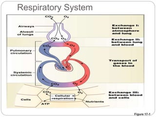 Respiratory System
Overview of external and cellular respiration
Figure 17-1
 