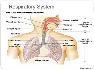 Figure 17-2a
Respiratory System
 
