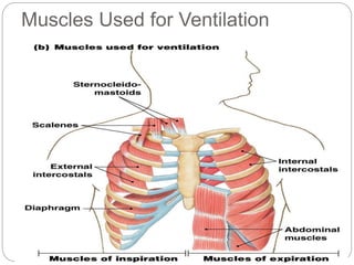 Figure 17-2b
Muscles Used for Ventilation
 