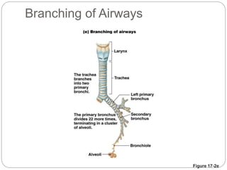 Figure 17-2e
Branching of Airways
 