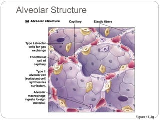 Figure 17-2g
Alveolar Structure
 