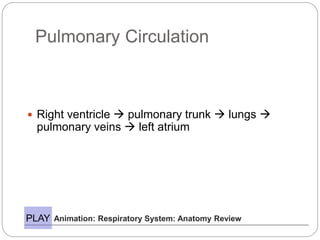 Pulmonary Circulation
 Right ventricle  pulmonary trunk  lungs 
pulmonary veins  left atrium
Animation: Respiratory System: Anatomy ReviewPLAY
 
