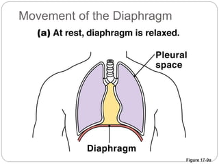 Figure 17-9a
Movement of the Diaphragm
 