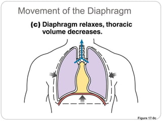 Figure 17-9c
Movement of the Diaphragm
 