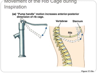 Figure 17-10a
Movement of the Rib Cage during
Inspiration
 