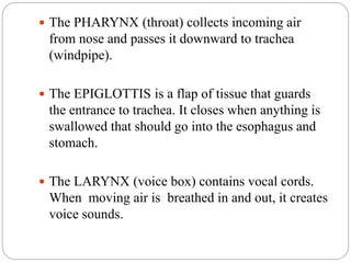  The PHARYNX (throat) collects incoming air
from nose and passes it downward to trachea
(windpipe).
 The EPIGLOTTIS is a flap of tissue that guards
the entrance to trachea. It closes when anything is
swallowed that should go into the esophagus and
stomach.
 The LARYNX (voice box) contains vocal cords.
When moving air is breathed in and out, it creates
voice sounds.
 