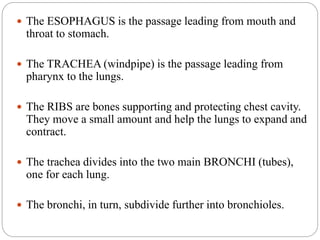  The ESOPHAGUS is the passage leading from mouth and
throat to stomach.
 The TRACHEA (windpipe) is the passage leading from
pharynx to the lungs.
 The RIBS are bones supporting and protecting chest cavity.
They move a small amount and help the lungs to expand and
contract.
 The trachea divides into the two main BRONCHI (tubes),
one for each lung.
 The bronchi, in turn, subdivide further into bronchioles.
 