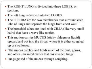  The RIGHT LUNG is divided into three LOBES, or
sections.
 The left lung is divided into two LOBES.
 The PLEURA are the two membranes that surround each
lobe of lungs and separate the lungs from chest wall.
 The bronchial tubes are lined with CILIA (like very small
hairs) that have a wave-like motion.
 This motion carries MUCUS (sticky phlegm or liquid)
upward and out into the throat, where it is either coughed
up or swallowed.
 The mucus catches and holds much of the dust, germs,
and other unwanted matter that has invaded lungs.
 lungs get rid of the mucus through coughing.
 
