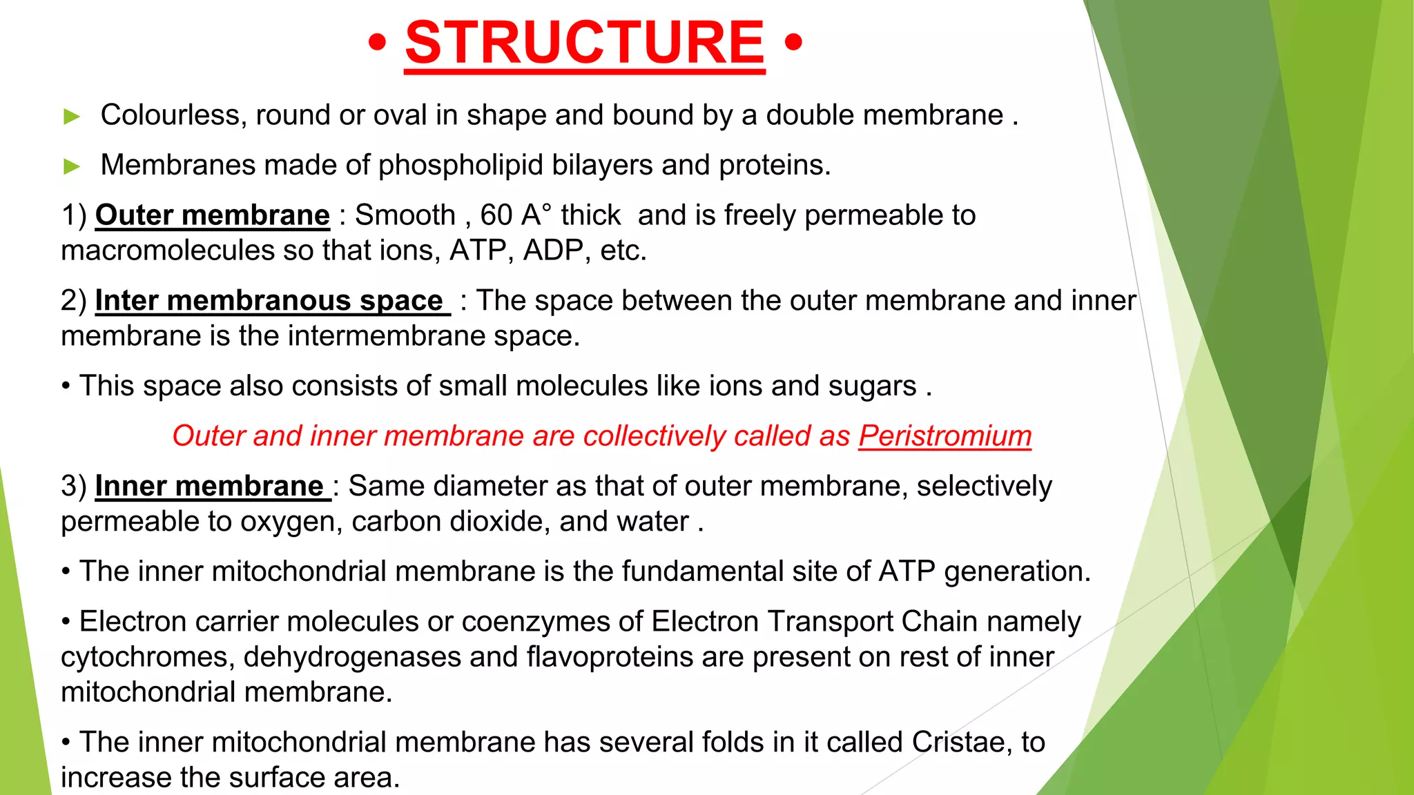 • STRUCTURE •
► Colourless, round or oval in shape and bound by a double membrane .
► Membranes made of phospholipid bilayers and proteins.
1) Outer membrane : Smooth , 60 A° thick and is freely permeable to
macromolecules so that ions, ATP, ADP, etc.
2) Inter membranous space : The space between the outer membrane and inner
membrane is the intermembrane space.
• This space also consists of small molecules like ions and sugars .
Outer and inner membrane are collectively called as Peristromium
3) Inner membrane : Same diameter as that of outer membrane, selectively
permeable to oxygen, carbon dioxide, and water .
• The inner mitochondrial membrane is the fundamental site of ATP generation.
• Electron carrier molecules or coenzymes of Electron Transport Chain namely
cytochromes, dehydrogenases and flavoproteins are present on rest of inner
mitochondrial membrane.
• The inner mitochondrial membrane has several folds in it called Cristae, to
increase the surface area.
 