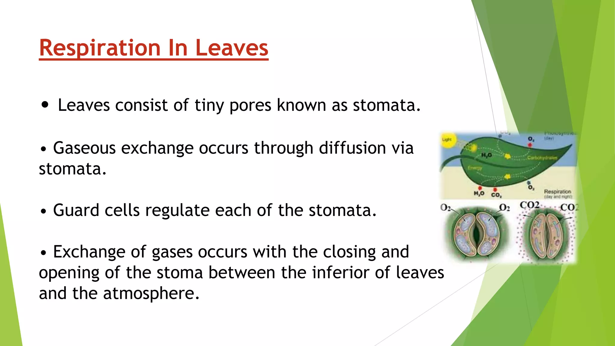 Respiration In Leaves
• Leaves consist of tiny pores known as stomata.
• Gaseous exchange occurs through diffusion via
stomata.
• Guard cells regulate each of the stomata.
• Exchange of gases occurs with the closing and
opening of the stoma between the inferior of leaves
and the atmosphere.
 
