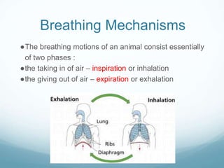 Breathing Mechanisms
●The breathing motions of an animal consist essentially
of two phases :
●the taking in of air – inspiration or inhalation
●the giving out of air – expiration or exhalation
 