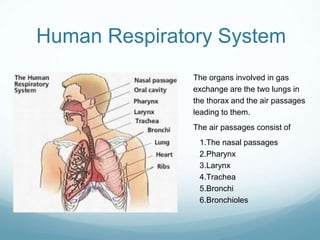 Human Respiratory System
The organs involved in gas
exchange are the two lungs in
the thorax and the air passages
leading to them.
The air passages consist of
1.The nasal passages
2.Pharynx
3.Larynx
4.Trachea
5.Bronchi
6.Bronchioles
 