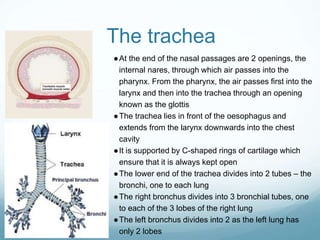 The trachea
●At the end of the nasal passages are 2 openings, the
internal nares, through which air passes into the
pharynx. From the pharynx, the air passes first into the
larynx and then into the trachea through an opening
known as the glottis
●The trachea lies in front of the oesophagus and
extends from the larynx downwards into the chest
cavity
●It is supported by C-shaped rings of cartilage which
ensure that it is always kept open
●The lower end of the trachea divides into 2 tubes – the
bronchi, one to each lung
●The right bronchus divides into 3 bronchial tubes, one
to each of the 3 lobes of the right lung
●The left bronchus divides into 2 as the left lung has
only 2 lobes
 