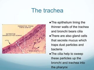 The trachea
●The epithelium lining the
thinner walls of the trachea
and bronchi bears cilia
●There are also gland cells
that secrete mucus which
traps dust particles and
bacteria
●The cilia help to sweep
these particles up the
bronchi and trachea into
the pharynx
 