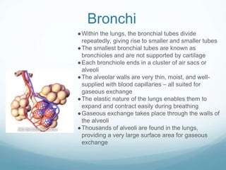 Bronchi
●Within the lungs, the bronchial tubes divide
repeatedly, giving rise to smaller and smaller tubes
●The smallest bronchial tubes are known as
bronchioles and are not supported by cartilage
●Each bronchiole ends in a cluster of air sacs or
alveoli
●The alveolar walls are very thin, moist, and well-
supplied with blood capillaries – all suited for
gaseous exchange
●The elastic nature of the lungs enables them to
expand and contract easily during breathing
●Gaseous exchange takes place through the walls of
the alveoli
●Thousands of alveoli are found in the lungs,
providing a very large surface area for gaseous
exchange
 