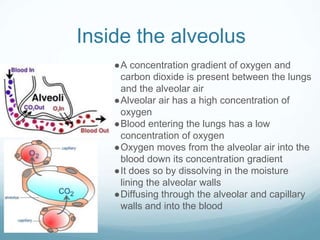 Inside the alveolus
●A concentration gradient of oxygen and
carbon dioxide is present between the lungs
and the alveolar air
●Alveolar air has a high concentration of
oxygen
●Blood entering the lungs has a low
concentration of oxygen
●Oxygen moves from the alveolar air into the
blood down its concentration gradient
●It does so by dissolving in the moisture
lining the alveolar walls
●Diffusing through the alveolar and capillary
walls and into the blood
 