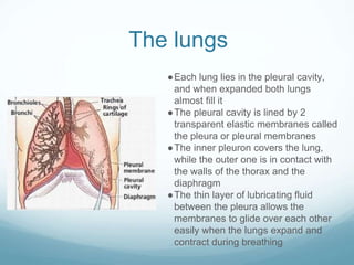 The lungs
●Each lung lies in the pleural cavity,
and when expanded both lungs
almost fill it
●The pleural cavity is lined by 2
transparent elastic membranes called
the pleura or pleural membranes
●The inner pleuron covers the lung,
while the outer one is in contact with
the walls of the thorax and the
diaphragm
●The thin layer of lubricating fluid
between the pleura allows the
membranes to glide over each other
easily when the lungs expand and
contract during breathing
 