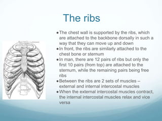 The ribs
●The chest wall is supported by the ribs, which
are attached to the backbone dorsally in such a
way that they can move up and down
●In front, the ribs are similarly attached to the
chest bone or sternum
●In man, there are 12 pairs of ribs but only the
first 10 pairs (from top) are attached to the
sternum, while the remaining pairs being free
ribs
●Between the ribs are 2 sets of muscles –
external and internal intercostal muscles
●When the external intercostal muscles contract,
the internal intercostal muscles relax and vice
versa
 