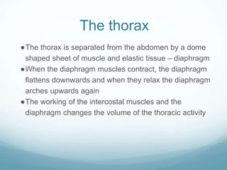 The thorax
●The thorax is separated from the abdomen by a dome
shaped sheet of muscle and elastic tissue – diaphragm
●When the diaphragm muscles contract, the diaphragm
flattens downwards and when they relax the diaphragm
arches upwards again
●The working of the intercostal muscles and the
diaphragm changes the volume of the thoracic activity
 