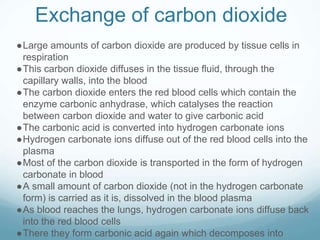Exchange of carbon dioxide
●Large amounts of carbon dioxide are produced by tissue cells in
respiration
●This carbon dioxide diffuses in the tissue fluid, through the
capillary walls, into the blood
●The carbon dioxide enters the red blood cells which contain the
enzyme carbonic anhydrase, which catalyses the reaction
between carbon dioxide and water to give carbonic acid
●The carbonic acid is converted into hydrogen carbonate ions
●Hydrogen carbonate ions diffuse out of the red blood cells into the
plasma
●Most of the carbon dioxide is transported in the form of hydrogen
carbonate in blood
●A small amount of carbon dioxide (not in the hydrogen carbonate
form) is carried as it is, dissolved in the blood plasma
●As blood reaches the lungs, hydrogen carbonate ions diffuse back
into the red blood cells
●There they form carbonic acid again which decomposes into
 
