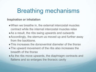 Breathing mechanisms
Inspiration or inhalation
●When we breathe in, the external intercostal muscles
contract while the internal intercostal muscles relax
●As a result, the ribs swing upwards and outwards
●Accordingly, the sternum us moved up and further away
from the backbone.
●This increases the dorsoventral diameter of the thorax
●The upward movement of the ribs also increases the
breadth of the thorax
●As the ribs move upwards, the diaphragm contracts and
flattens and so enlarges the thoracic cavity
 