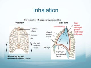 Inhalation
 