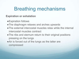 Breathing mechanisms
Expiration or exhalation
●Expiration follows
●The diaphragm relaxes and arches upwards
●The external intercostal muscles relax while the internal
intercostal muscles contract
●The ribs and sternum return to their original positions
pressing on the lungs
●Air is forced out of the lungs as the latter are
compressed
 