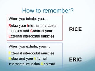 How to remember?
When you inhale, you…
Relax your Internal intercostal
muscles and Contract your
External intercostal muscles
When you exhale, your…
External intercostal muscles
Relax and your Internal
intercostal muscles Contract
RICE
ERIC
 