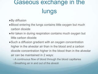 Gaseous exchange in the
lungs
●By diffusion
●Blood entering the lungs contains little oxygen but much
carbon dioxide
●Air taken in during respiration contains much oxygen but
little carbon dioxide
●Such a diffusion gradient with an oxygen concentration
higher in the alveolar air than in the blood and a carbon
dioxide concentration higher in the blood than in the alveolar
air can be maintained in 2 ways:
○A continuous flow of blood through the blood capillaries
○Breathing air in and out of the alveoli
 