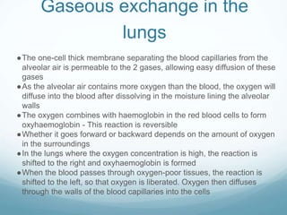 Gaseous exchange in the
lungs
●The one-cell thick membrane separating the blood capillaries from the
alveolar air is permeable to the 2 gases, allowing easy diffusion of these
gases
●As the alveolar air contains more oxygen than the blood, the oxygen will
diffuse into the blood after dissolving in the moisture lining the alveolar
walls
●The oxygen combines with haemoglobin in the red blood cells to form
oxyhaemoglobin - This reaction is reversible
●Whether it goes forward or backward depends on the amount of oxygen
in the surroundings
●In the lungs where the oxygen concentration is high, the reaction is
shifted to the right and oxyhaemoglobin is formed
●When the blood passes through oxygen-poor tissues, the reaction is
shifted to the left, so that oxygen is liberated. Oxygen then diffuses
through the walls of the blood capillaries into the cells
 