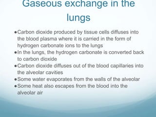 Gaseous exchange in the
lungs
●Carbon dioxide produced by tissue cells diffuses into
the blood plasma where it is carried in the form of
hydrogen carbonate ions to the lungs
●In the lungs, the hydrogen carbonate is converted back
to carbon dioxide
●Carbon dioxide diffuses out of the blood capillaries into
the alveolar cavities
●Some water evaporates from the walls of the alveolar
●Some heat also escapes from the blood into the
alveolar air
 