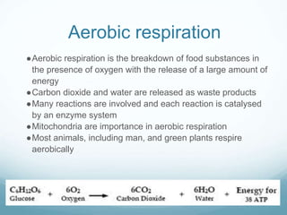 Aerobic respiration
●Aerobic respiration is the breakdown of food substances in
the presence of oxygen with the release of a large amount of
energy
●Carbon dioxide and water are released as waste products
●Many reactions are involved and each reaction is catalysed
by an enzyme system
●Mitochondria are importance in aerobic respiration
●Most animals, including man, and green plants respire
aerobically
 
