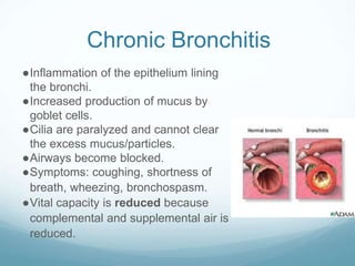 Chronic Bronchitis
●Inflammation of the epithelium lining
the bronchi.
●Increased production of mucus by
goblet cells.
●Cilia are paralyzed and cannot clear
the excess mucus/particles.
●Airways become blocked.
●Symptoms: coughing, shortness of
breath, wheezing, bronchospasm.
●Vital capacity is reduced because
complemental and supplemental air is
reduced.
 