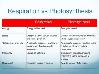 Respiration vs Photosynthesis
Respiration Photosynthesis
energy Energy is liberated Energy is stored.
gases Oxygen is used, carbon dioxide
and water given off.
Carbon dioxide and water are used
while oxygen is given off
Catabolic or anabolic A catabolic process, resulting in
breakdown of carbohydrate
molecules.
An anabolic process, resulting in the
building up of carbohydrate
molecules.
frequency Occurs at all times. Occurs only in cells containing
chlorophyll in the presence of
sunlight.
Dry mass? Results in loss of dry mass. Results in gain of dry mass.
 