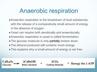 Anaerobic respiration
●Anaerobic respiration is the breakdown of food substances
with the release of a comparatively small amount of energy
in the absence of oxygen
●Yeast can respire both aerobically and anaerobically.
●Anaerobic respiration in yeast is called fermentation
●The glucose molecule is only partially broken down.
●The ethanol produced still contains much energy.
●This explains why a small amount of energy is set free.
 