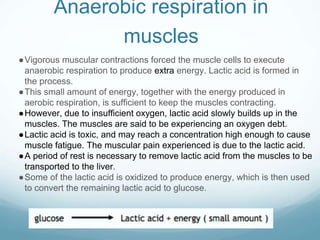 Anaerobic respiration in
muscles
●Vigorous muscular contractions forced the muscle cells to execute
anaerobic respiration to produce extra energy. Lactic acid is formed in
the process.
●This small amount of energy, together with the energy produced in
aerobic respiration, is sufficient to keep the muscles contracting.
●However, due to insufficient oxygen, lactic acid slowly builds up in the
muscles. The muscles are said to be experiencing an oxygen debt.
●Lactic acid is toxic, and may reach a concentration high enough to cause
muscle fatigue. The muscular pain experienced is due to the lactic acid.
●A period of rest is necessary to remove lactic acid from the muscles to be
transported to the liver.
●Some of the lactic acid is oxidized to produce energy, which is then used
to convert the remaining lactic acid to glucose.
 