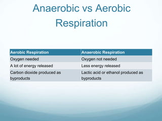 Anaerobic vs Aerobic
Respiration
Aerobic Respiration Anaerobic Respiration
Oxygen needed Oxygen not needed
A lot of energy released Less energy released
Carbon dioxide produced as
byproducts
Lactic acid or ethanol produced as
byproducts
 