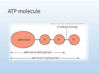 ATP molecule
 