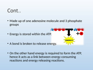 Cont..
• Made up of one adenosine molecule and 3 phosphate
groups
• Energy is stored within the ATP.
• A bond is broken to release energy.
• On the other hand energy is required to form the ATP,
hence it acts as a link between energy consuming
reactions and energy releasing reactions.
 