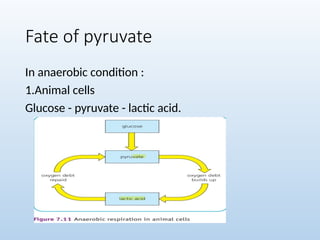 Fate of pyruvate
In anaerobic condition :
1.Animal cells
Glucose - pyruvate - lactic acid.
 