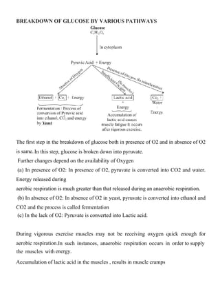 Respiration Path Notes Biology Class 10 Notes of Respiration.pdf