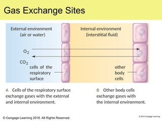 Interstitial Environment Respiration.pptx RESPIRATION EARTH AND LIFE SCIENCES | PPTX