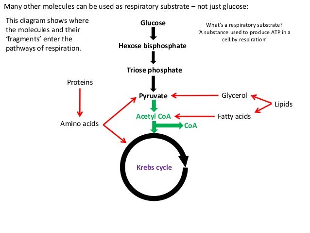 Respiration Biochemistry respiration-biochemistry