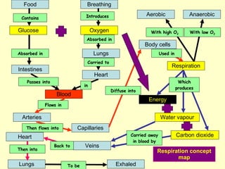 Respiration Food Glucose Blood Oxygen Breathing Lungs Heart Arteries Capillaries Veins Carbon dioxide Water vapour Aerobic Anaerobic Body cells Energy Intestines Heart Lungs Exhaled Passes into Contains Absorbed in Absorbed in Carried to  in Flows in Then flows into Diffuse into Used in Which produces With high O 2 With low O 2 Carried away in blood by Back to Then into To be Respiration concept map Introduces 