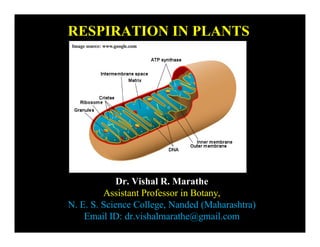 RESPIRATION IN PLANTS
Dr. Vishal R. Marathe
Assistant Professor in Botany,
N. E. S. Science College, Nanded (Maharashtra)
Email ID: dr.vishalmarathe@gmail.com
Image source: www.google.com
 